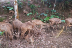 Penangkaran Rusa di Tahura (Taman Hutan Raya) Wan Abdul Rachman, Bandar Lampung