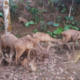 Penangkaran Rusa di Tahura (Taman Hutan Raya) Wan Abdul Rachman, Bandar Lampung