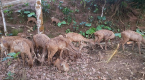 Penangkaran Rusa di Tahura (Taman Hutan Raya) Wan Abdul Rachman, Bandar Lampung