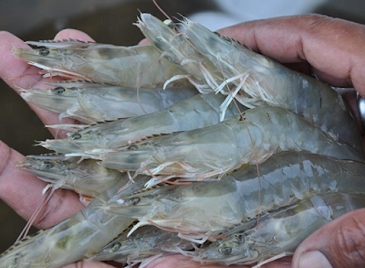 Perkembangan Produksi Udang di Indonesia