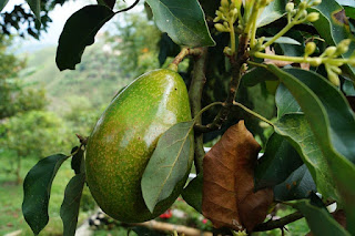 Produksi Buah Alpukat di Indonesia